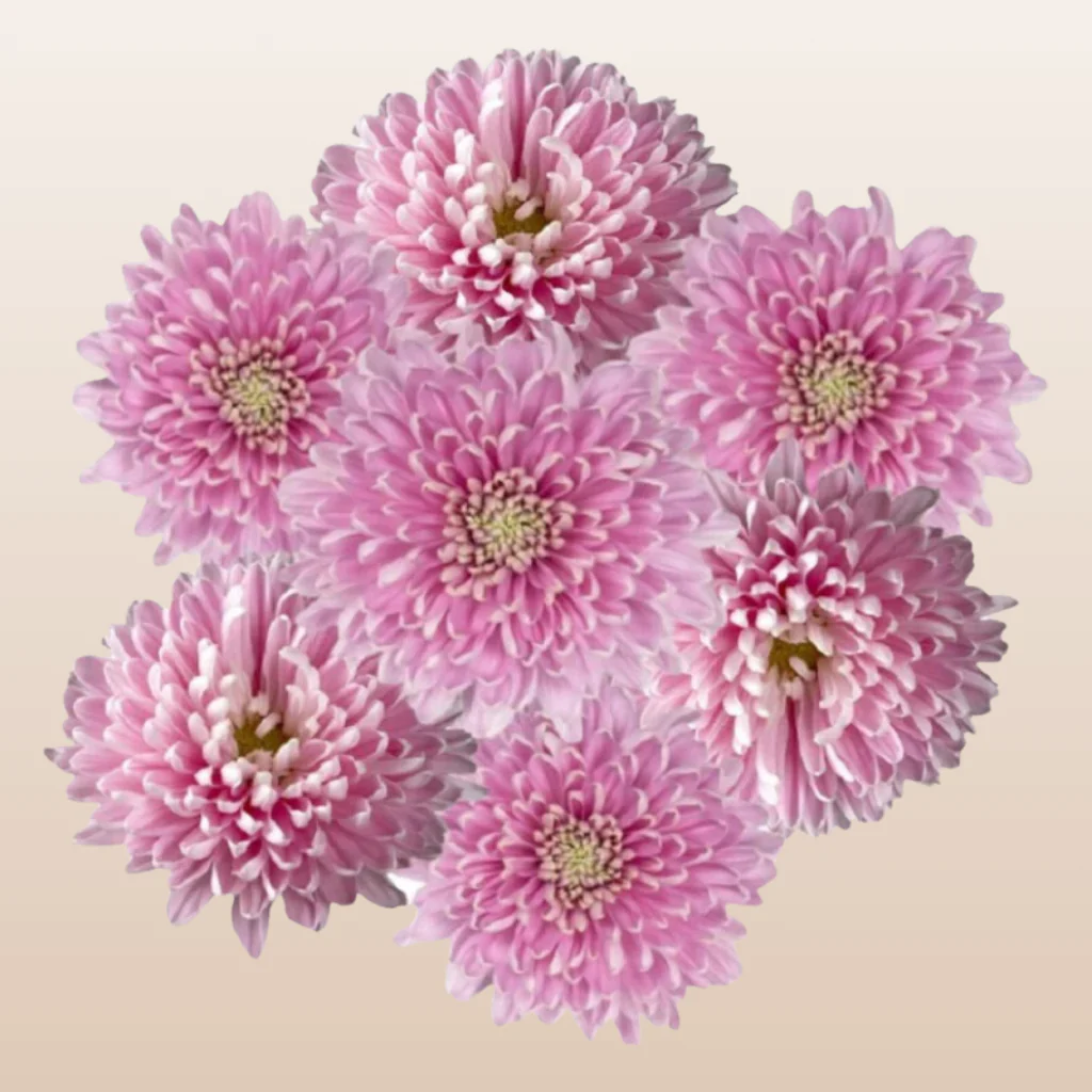 ChrysanthemumPinkDarkRossano_1_1024x1024.webp