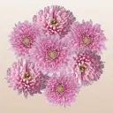 ChrysanthemumPinkDarkRossano_1_1024x1024.webp