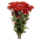 2325-esmeralda-chrysanthemum-rock.webp