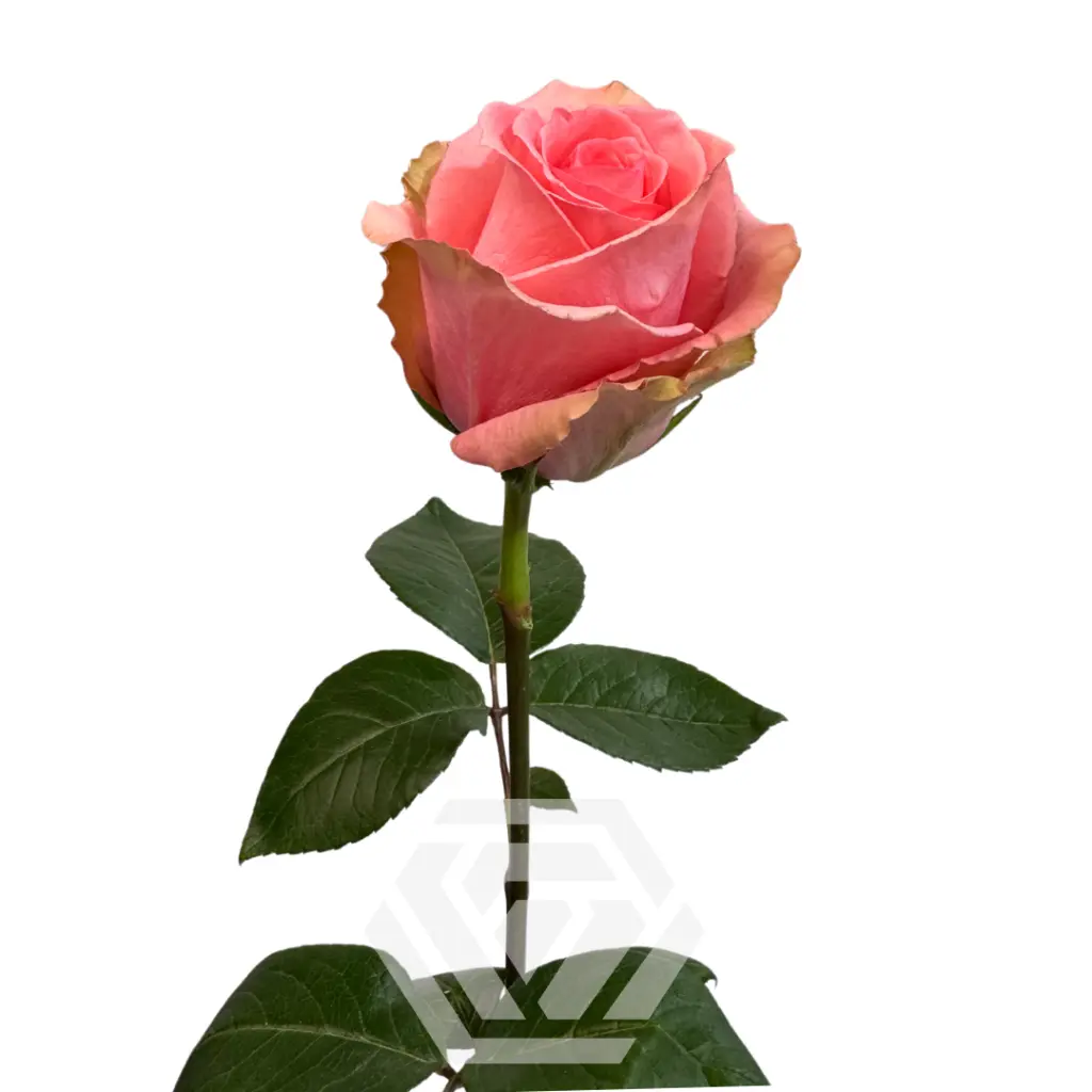 flirty_1.webp