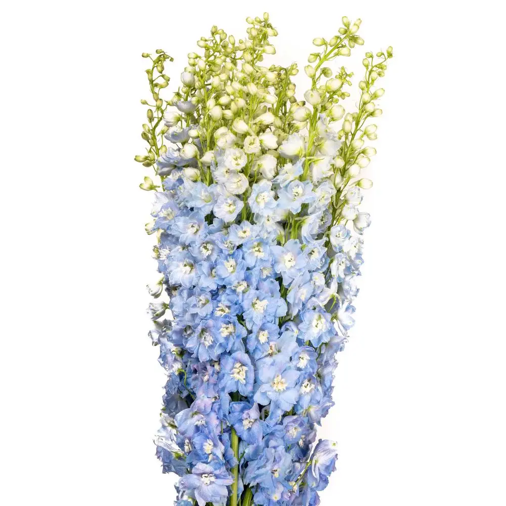 LIGHT_BLUE_DELPHINIUMS.webp