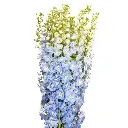 LIGHT_BLUE_DELPHINIUMS.webp