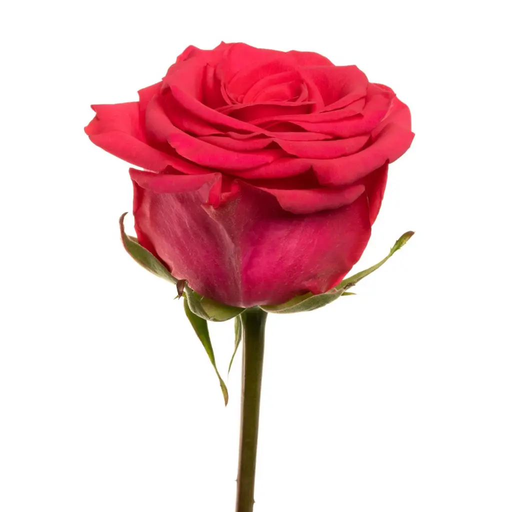 1460-esmeralda-v-i-pink-rose.webp