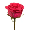 1460-esmeralda-v-i-pink-rose.webp