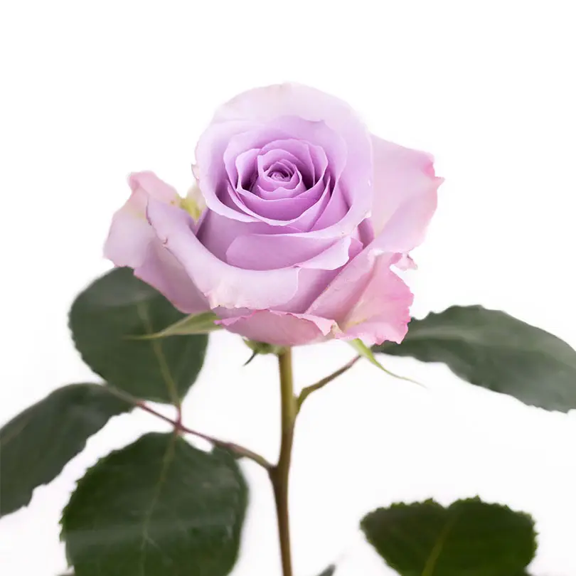 bulk-ocean-song-roses.webp