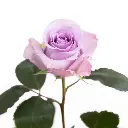 bulk-ocean-song-roses.webp