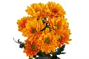Pompon-Vitamina-C-CR-DIC-17_0140-1000x667.webp