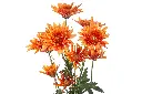 Copper-scaled-2.webp