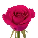 ROSE-TINA-DARKPINK 2.webp