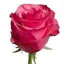 XdKqnFm7Uix1.webp