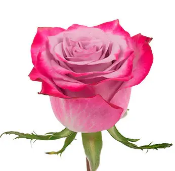deep-purple.webp