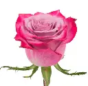 deep-purple.webp