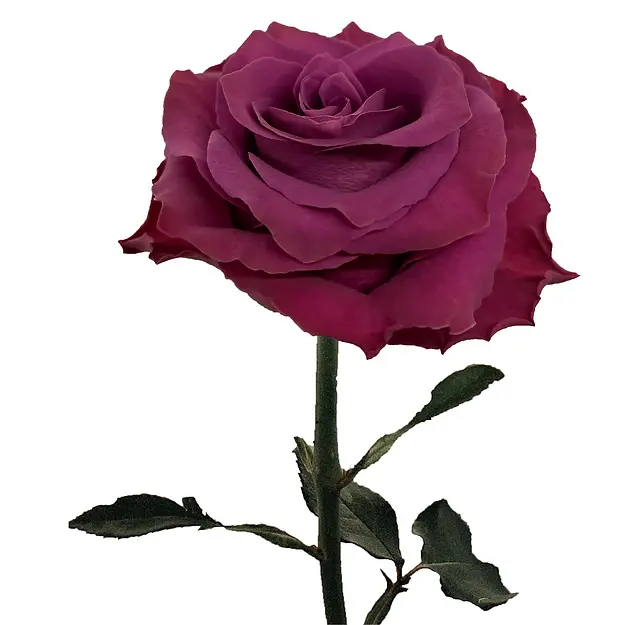 Ascot2.webp