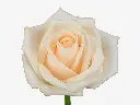 11775.webp