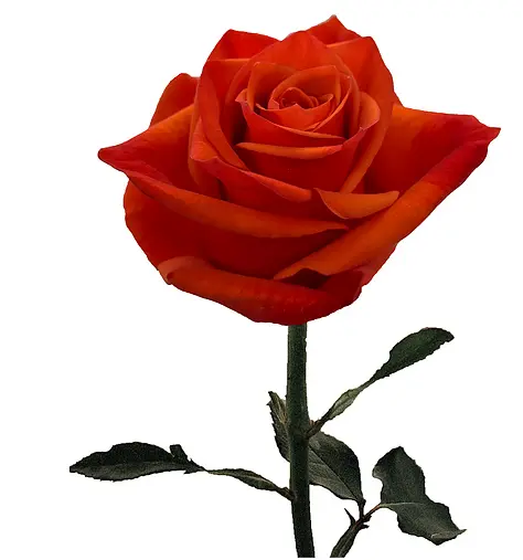 Rose-Hilux-2.webp