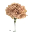 Caramel-1-.webp