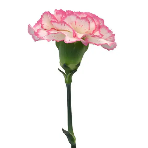 komachi-pink-and-white-diy-carnation-wedding-bouquet_16_1929_l_ff0d5a26-6612-4e11-9987-54b0b01ae9e1.webp