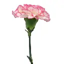 komachi-pink-and-white-diy-carnation-wedding-bouquet_16_1929_l_ff0d5a26-6612-4e11-9987-54b0b01ae9e1.webp