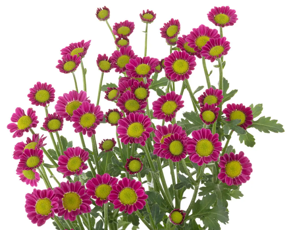 nebula pink 2.webp