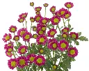 nebula pink 2.webp