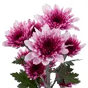 LOVATO-frontal.webp