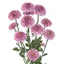 DELIROCK-PINK-1-oqt.webp