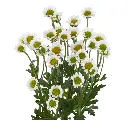 NEBULA-WHITE-1.webp