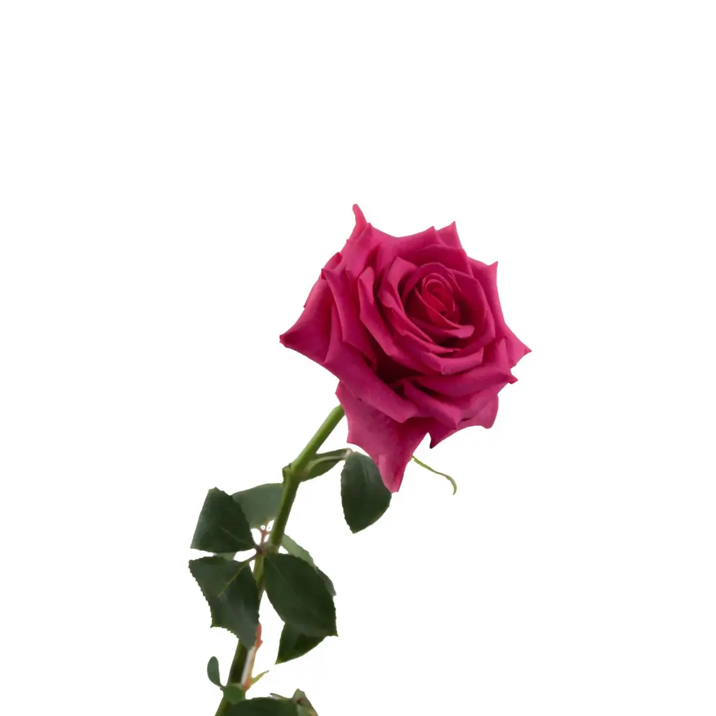 Hot-Pink-Rose-Hot-Paris-side.webp