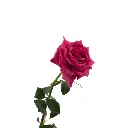 Hot-Pink-Rose-Hot-Paris-side.webp