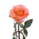 coral reefrose.webp