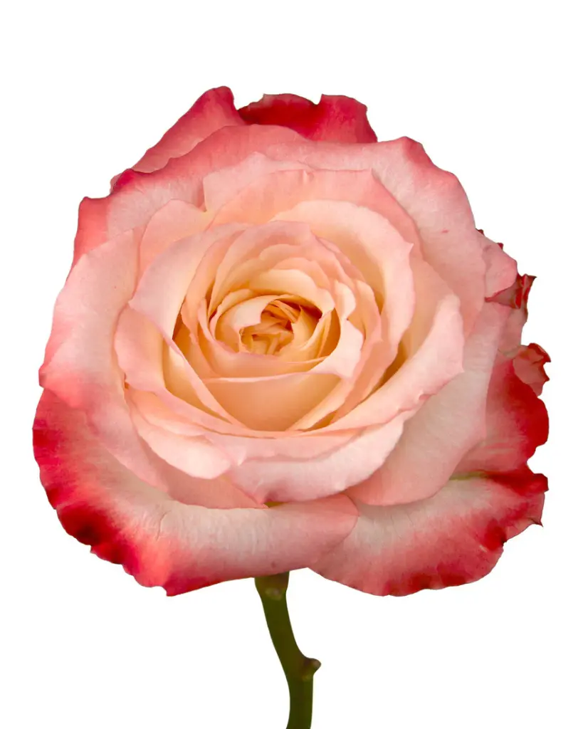 rose-cabaret-bicolor-coral.webp
