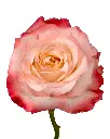 rose-cabaret-bicolor-coral.webp