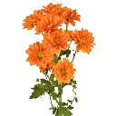 LINA-CENITAL-4.webp