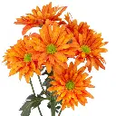 ATLANTIS-ORANGE-1.webp