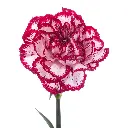 Olympia-1-oqt.webp