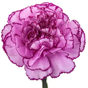 Large-Carnation-Royal-Damascus-Purple-Lilac-1-300x300.webp