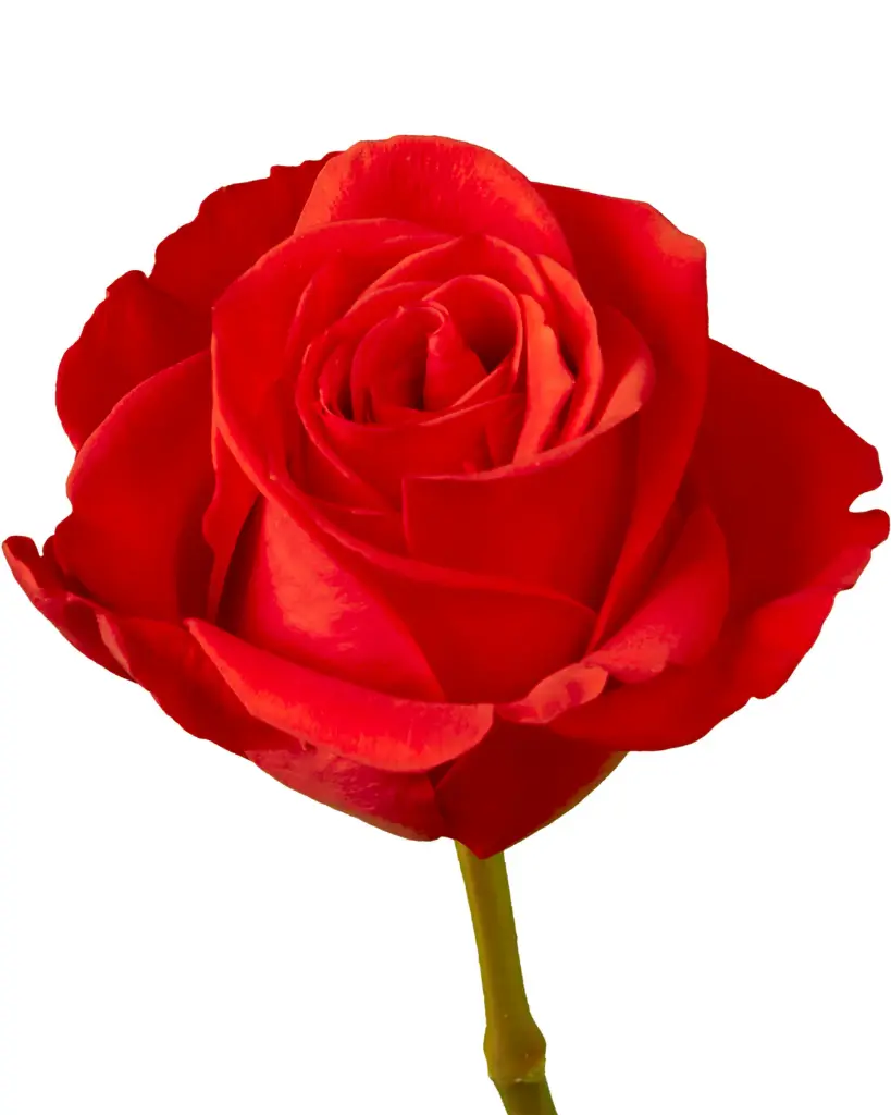 rose-new-face-burnt-orange-terracotta-flower-2_1200x.webp