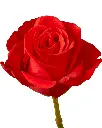 rose-new-face-burnt-orange-terracotta-flower-2_1200x.webp