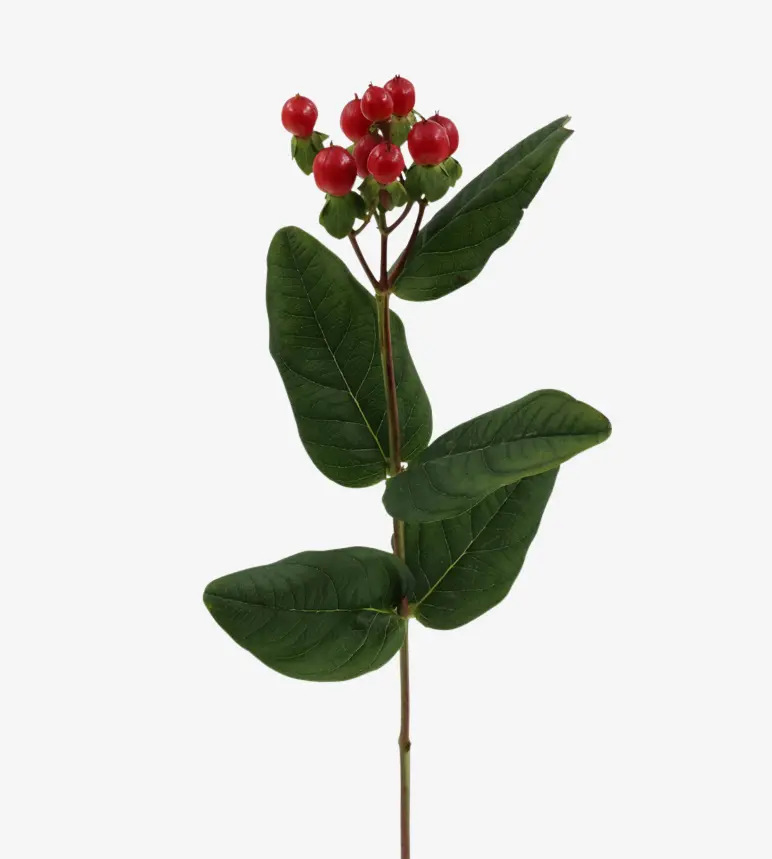 Hypericum-Red.webp