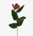 Hypericum-Red.webp