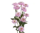 ROSSIA_1-1.webp