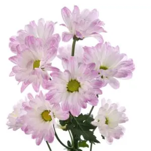 airbrush-daisy-w-stem-300x300.webp