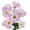 airbrush-daisy-w-stem-300x300.webp