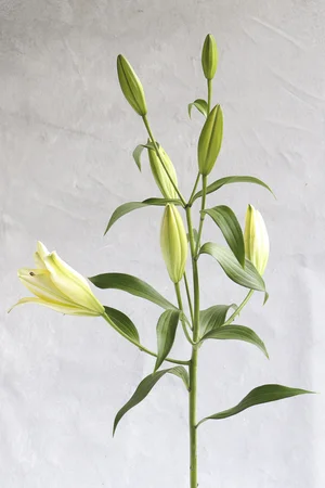 YELLOW ORIENTAL 1.webp