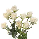 spray-rose-snowflake-w-stem.webp