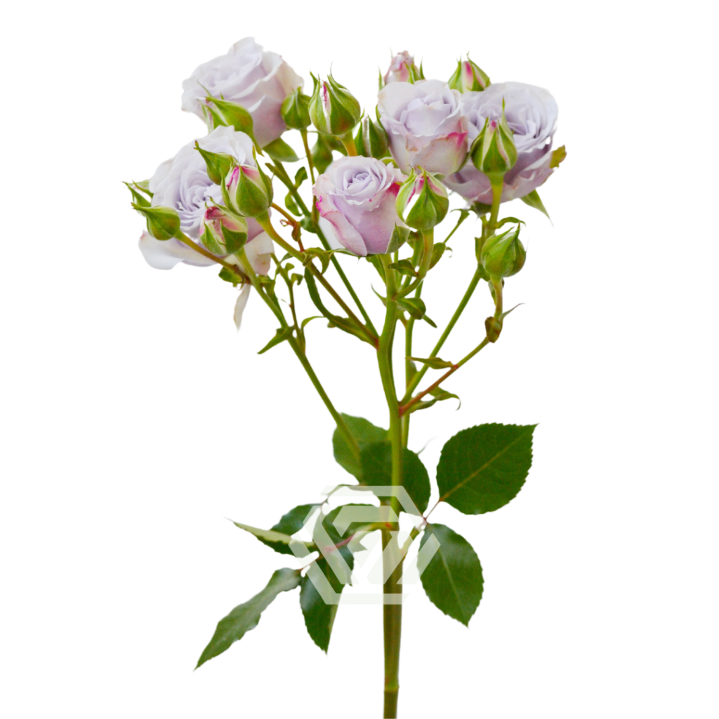Producto_-Silver-Mikado-Stem-1024x1024.png