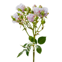 Producto_-Silver-Mikado-Stem-1024x1024.png