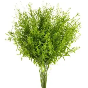 2567-esmeralda-lepidium-green-dragon-300x300.webp