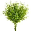 2567-esmeralda-lepidium-green-dragon-300x300.webp