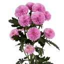 Button - Pilot Lavender 1.png